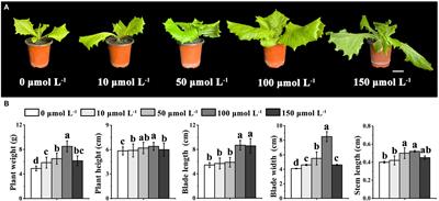 LsMYB15 Regulates Bolting in Leaf Lettuce (Lactuca sativa L.) Under High-Temperature Stress